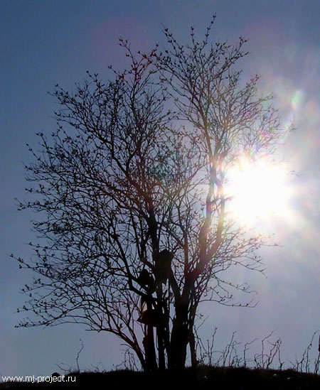 Солнце в дереве