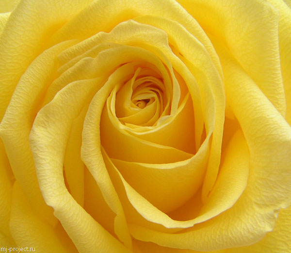 Желтая роза.