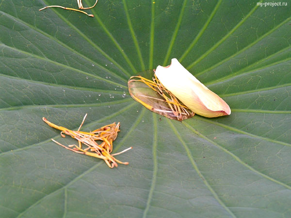 Высохшие пестики и роса в лотосовом листе