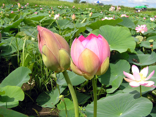 Лотосы
