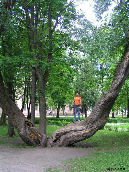 Большое дерево